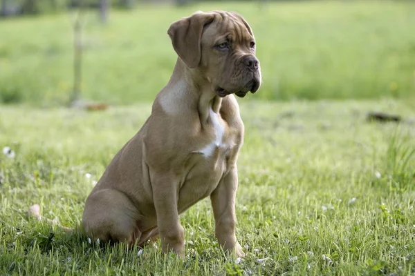 Dogue Bordeaux Köpek Yavrusu — Stok fotoğraf