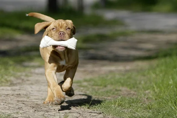 Bordeaux Grande Filhote Cachorro Dinamarquês — Fotografia de Stock