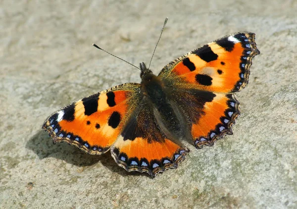 Pequena Raposa Borboleta Lepidoptera — Fotografia de Stock