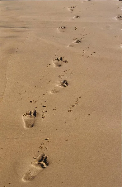 Следы Песке — стоковое фото
