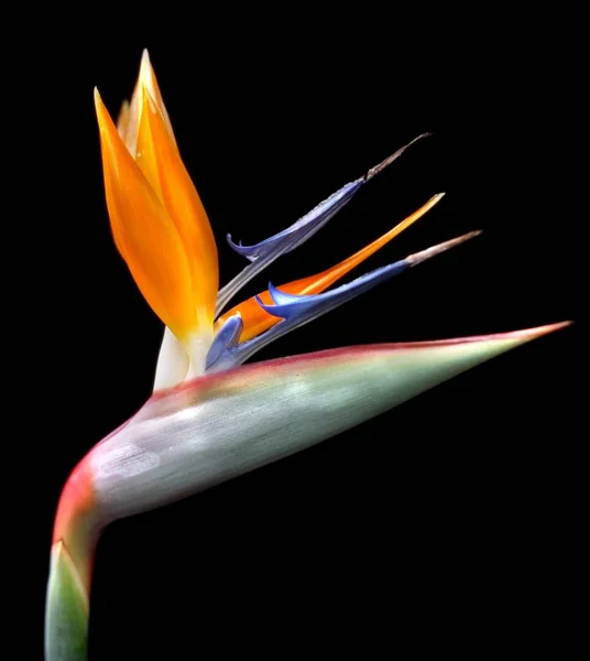 Fleur Orange Strelitzia Plante Vivace — Photo