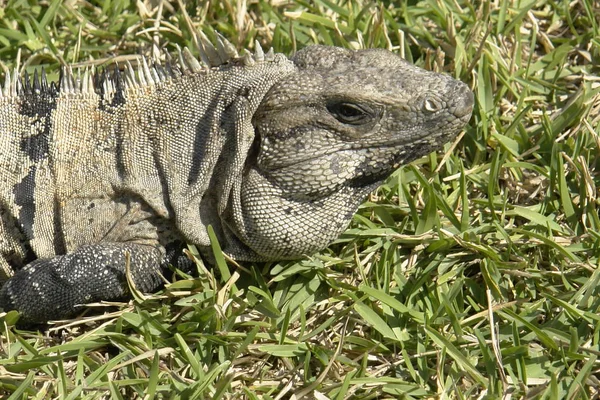 Animal Sauvage Exotique Lézard Reptile — Photo