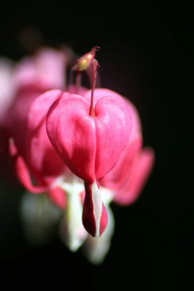 Flores Rosadas Que Lloran Corazón — Foto de Stock