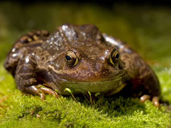 Rana Anfibio Stagno Animale — Foto Stock