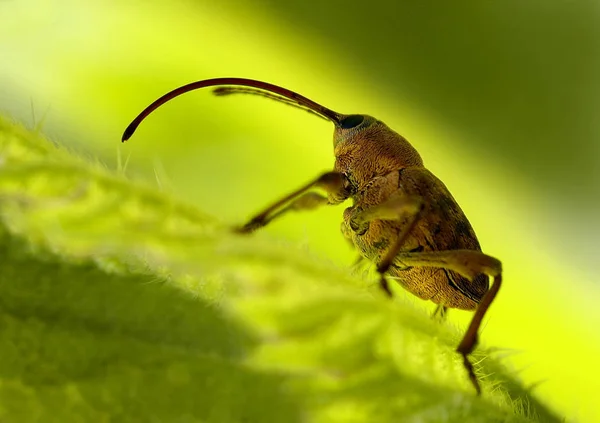 Vista Cerca Los Insectos Naturaleza —  Fotos de Stock