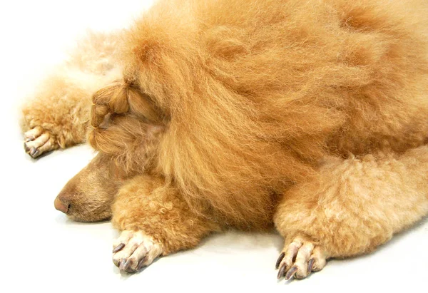 Reinrassiger Pudelhund Lockiger Hund — Stockfoto