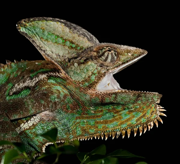 Animal Camaleón Reptil Lagarto Tropical — Foto de Stock