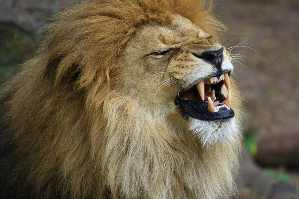Leone Animale Predatore Predatore Felino — Foto Stock