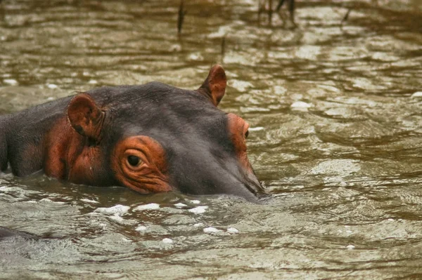 Hippopotamus Däggdjur Flodhäst — Stockfoto