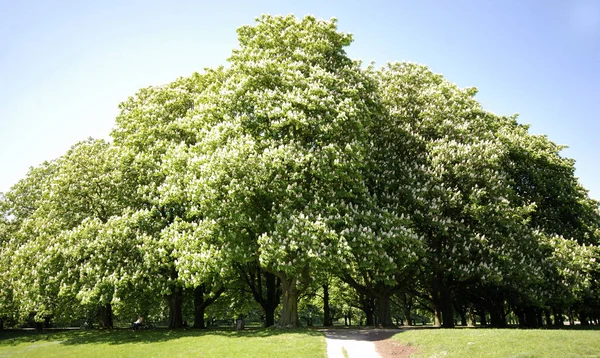 Gran Castaño Parque —  Fotos de Stock