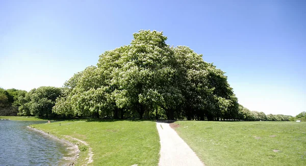 Grote Kastanjeboom Het Park — Stockfoto