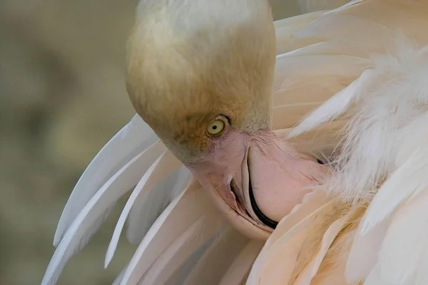 Pemandangan Indah Burung Alam — Stok Foto