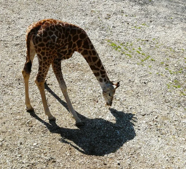 Animais Girafa Marrom Vida Selvagem Flora Fauna Natureza — Fotografia de Stock