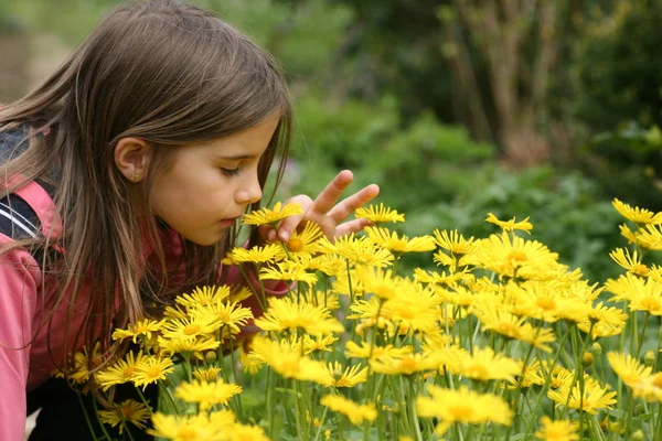 Närbild Vacker Blomsteräng — Stockfoto