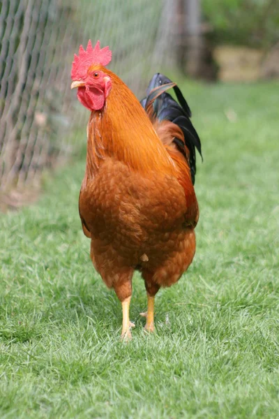 Vacker Utsikt Över Vacker Fågel Naturen — Stockfoto