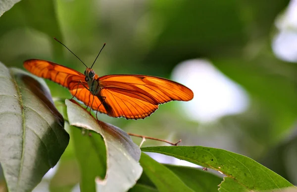 Primer Plano Mariposa Naturaleza Salvaje —  Fotos de Stock