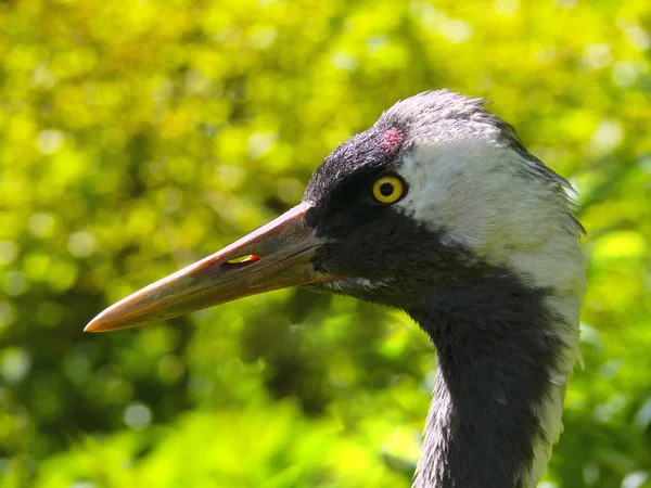 Malowniczy Widok Piękny Ptak Żuraw — Zdjęcie stockowe