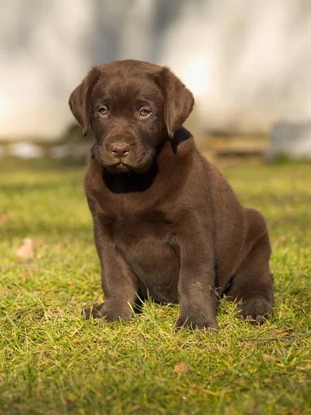 Labrador Retrívr Psí Zvíře — Stock fotografie