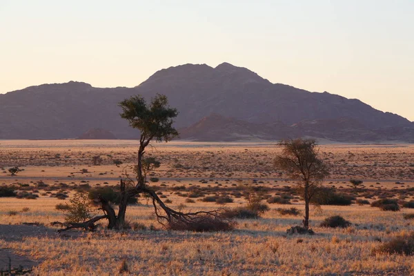 ナミビアのナミブ砂漠 — ストック写真