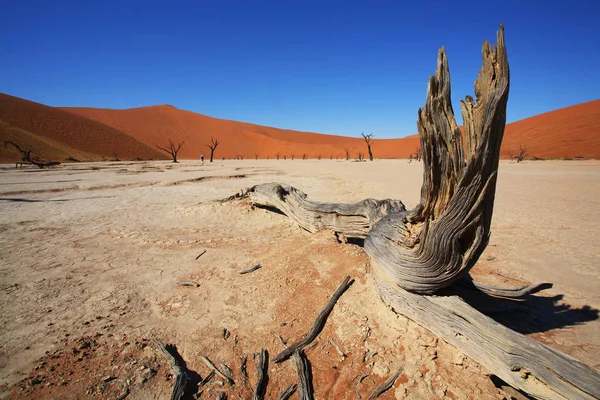 Deadvlei Bij Sossusvlei Namibia — Stockfoto