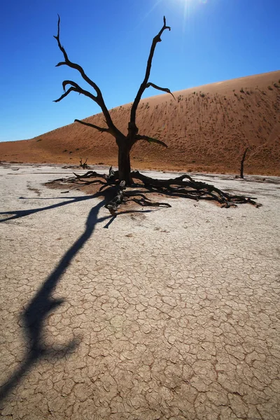 Deadvlei Namiba Daki Ağaç — Stok fotoğraf