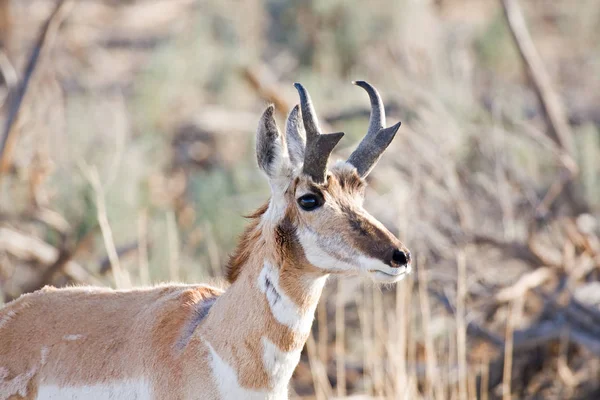 Antilope Animal Sauvage Faune — Photo