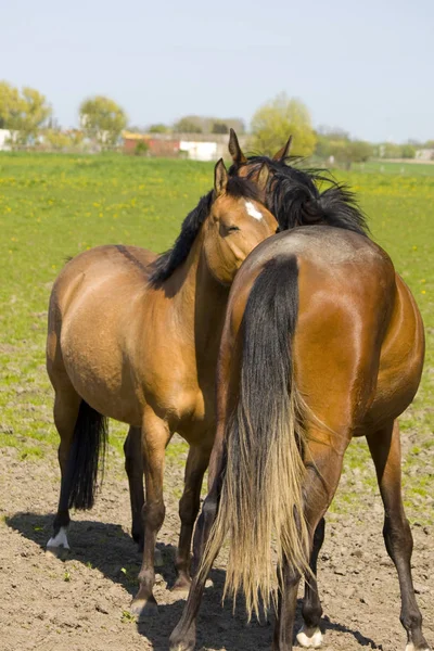 Cavalos Livre Durante Dia — Fotografia de Stock