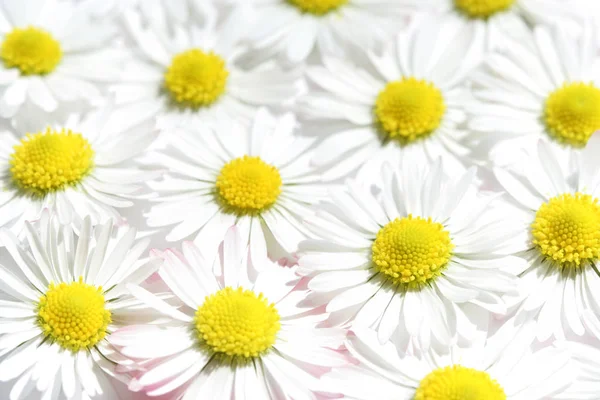 Schöne Blumen Blumiges Konzept Hintergrund — Stockfoto