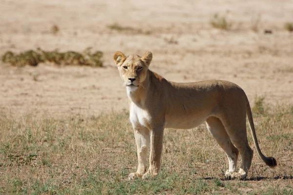 Lioness Animal Wild Big Cat — Stock Photo, Image