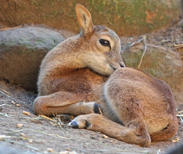 Animales Jóvenes Enfoque Selectivo — Foto de Stock