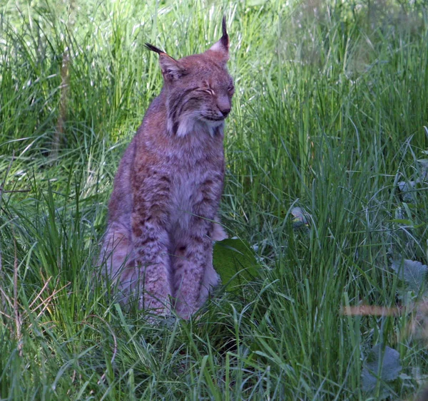 Vilda Djur Naturen Stor Katt — Stockfoto