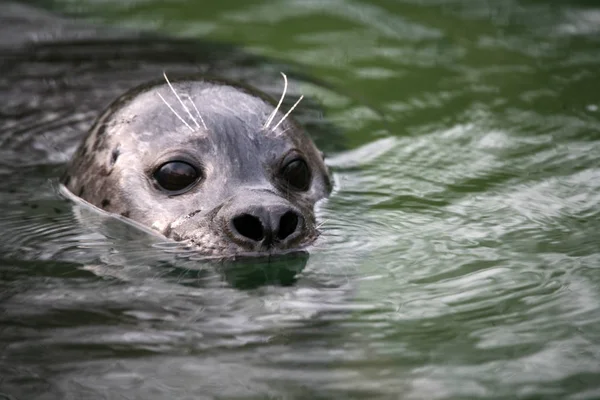 アザラシ 海洋動物 — ストック写真