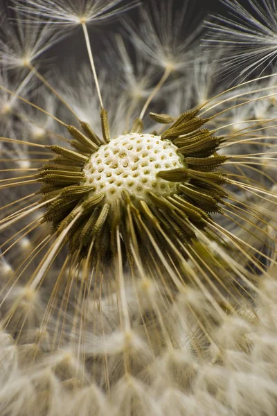 Beautiful Botanical Shot Natural Wallpaper — Stock Photo, Image