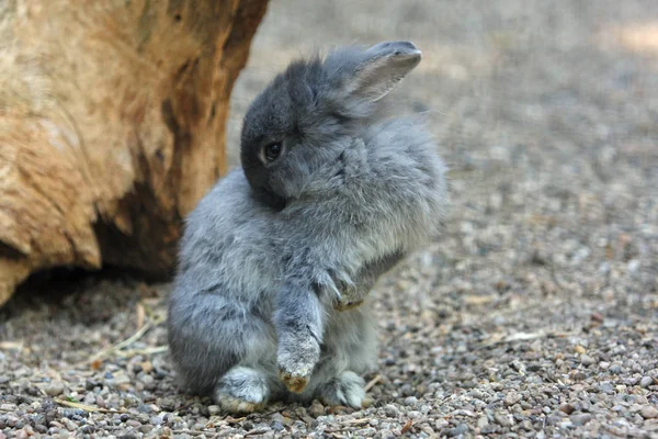 Animales Jóvenes Enfoque Selectivo — Foto de Stock