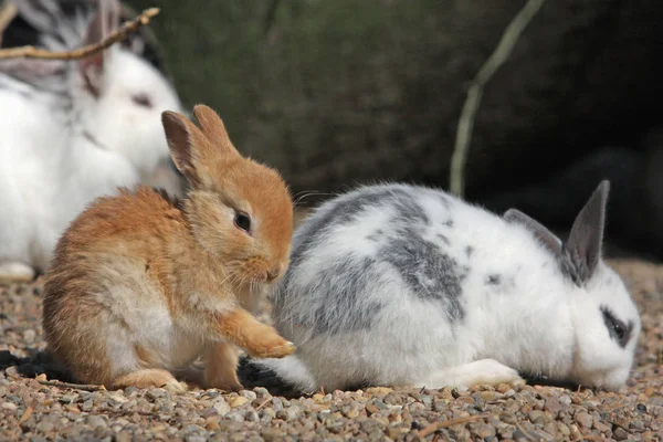 Mignon Lapin Gros Plan — Photo