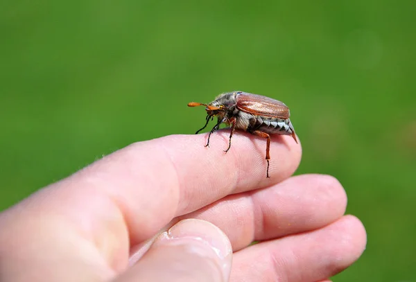 Böcek Yazık Pek Çok Alanda Çok Nadirdir — Stok fotoğraf
