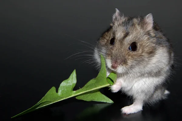 草丛中可爱的老鼠 — 图库照片
