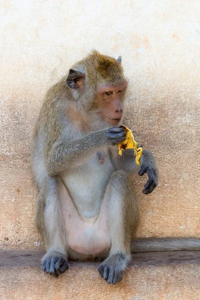 Closeup Animal Zoo — Stock Photo, Image