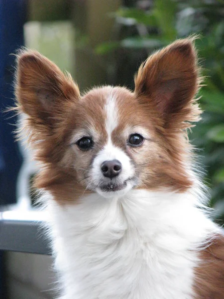 Perro Pequeño Que Una Vez Miró Derecha Cámara Fotografiado Con — Foto de Stock