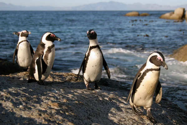 Graziosi Pinguini Natura Selvaggia — Foto Stock