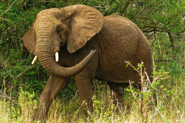 Éléphant Mâle Rend Dans Parc National Hluhluwe — Photo