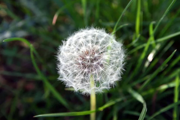 Schöne Aussicht Auf Natürliche Löwenzahnblume — Stockfoto