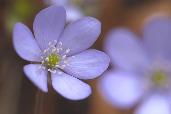 Bine Květiny Alpách — Stock fotografie