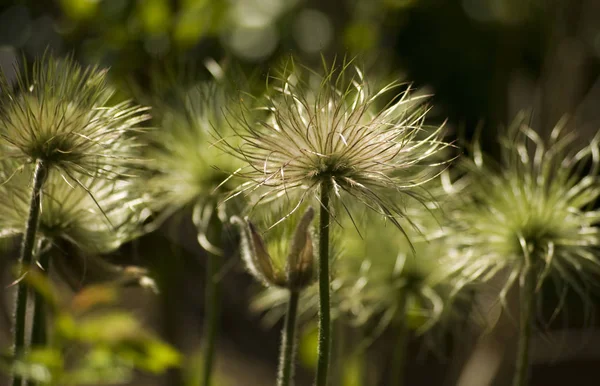 Beautiful Botanical Shot Natural Wallpaper — Stock Photo, Image