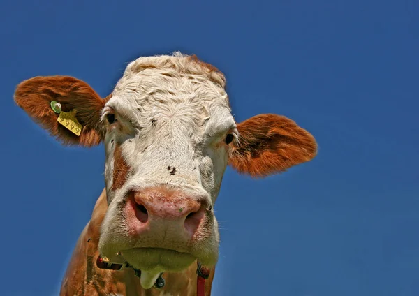 Koeien Het Natuurlijke Landschap Selectieve Focus — Stockfoto