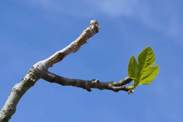 Фиговые Листья Листья Деревьев Зеленая Флора — стоковое фото
