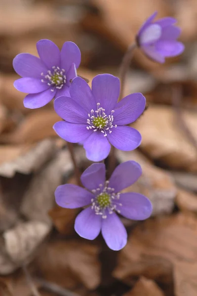 Binsenblumen Den Alpen — Stockfoto