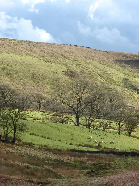 Paysage Avec Arbres Montagnes — Photo