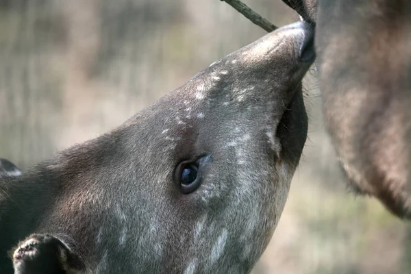 Jonge Dieren Selectieve Focus — Stockfoto