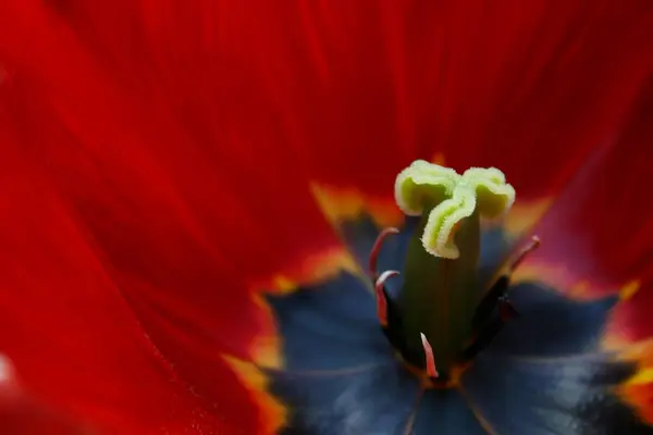 Мальовничий Вид Красиві Квіти Тюльпанів — стокове фото
